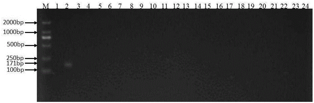 Safflower DNA bar code standard gene sequence