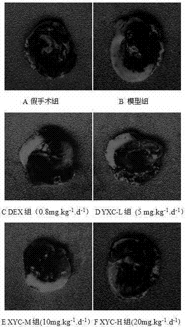 Application of herba houttuyniae extracts to preparation of medicine preparation for preventing and treating related diseases of myocardial ischemia reperfusion injury