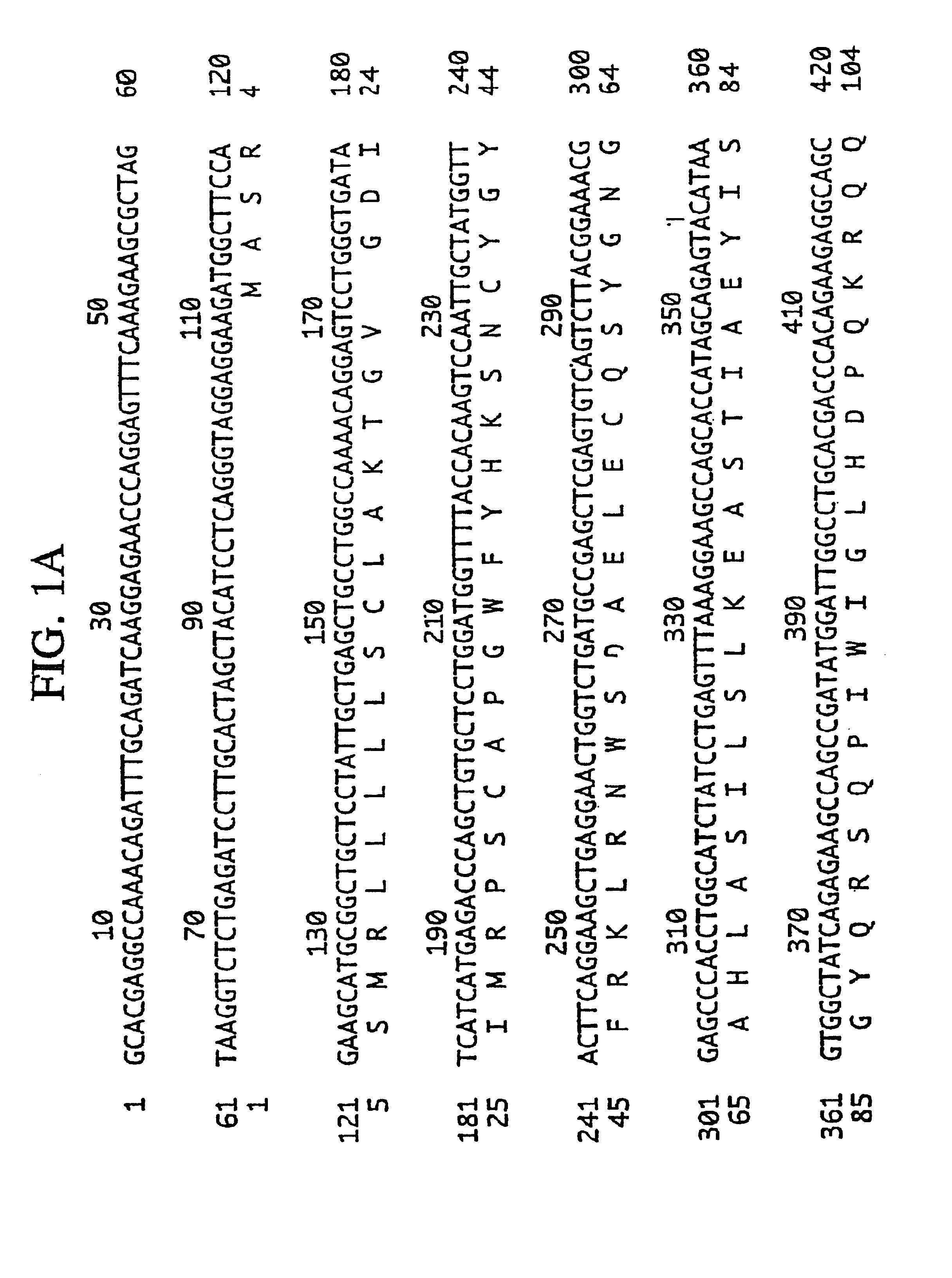 Colon specific gene and protein