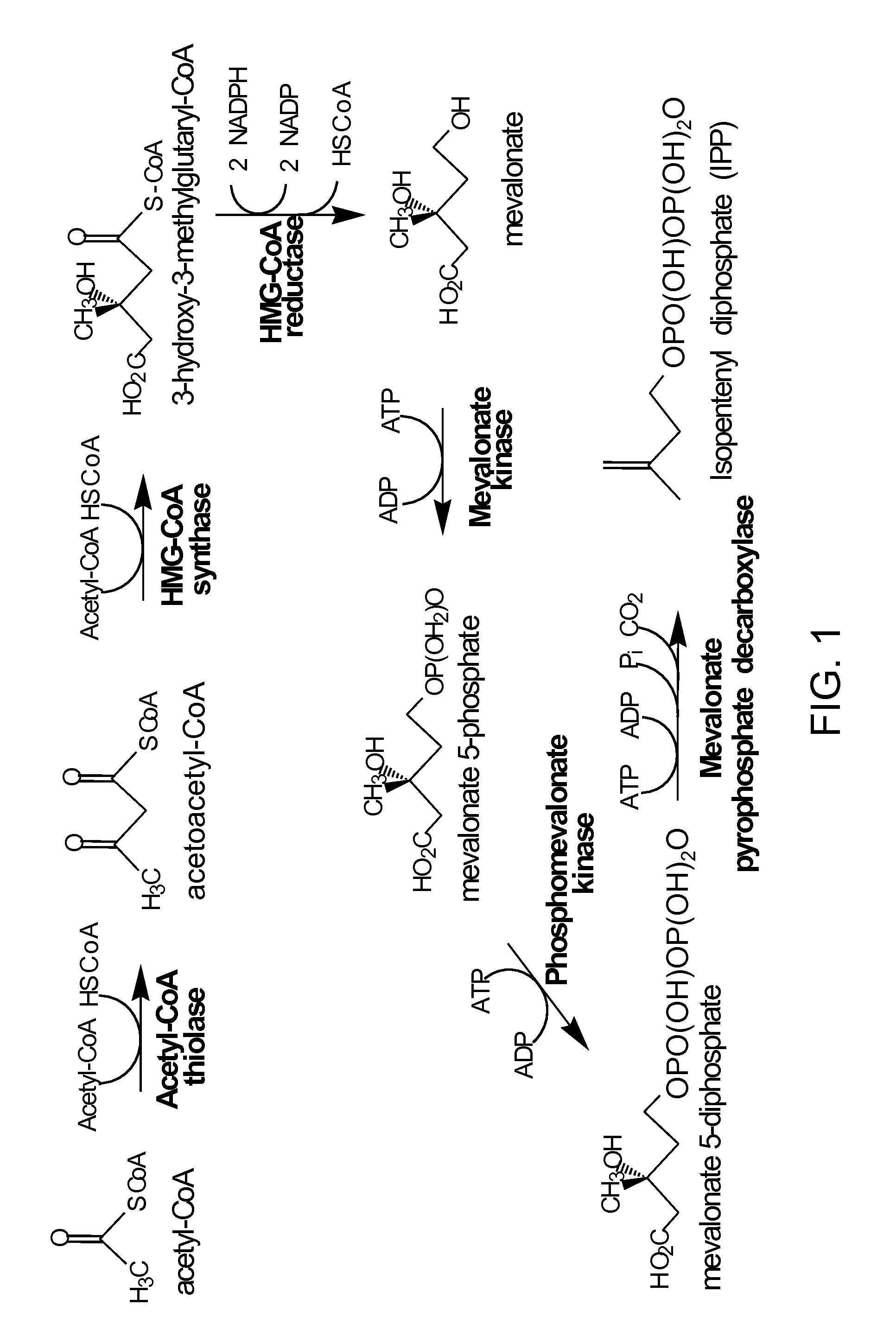 Production of acetyl-coenzyme a derived isoprenoids