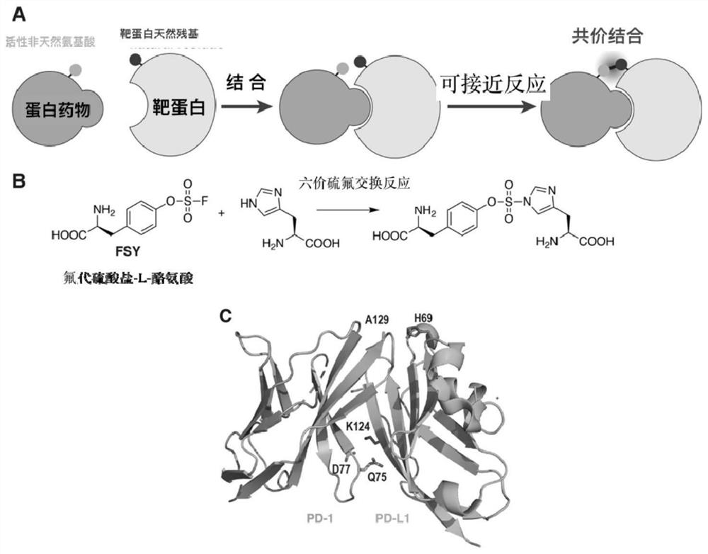 Protein drug combined with immunosuppressive molecule PD-L1