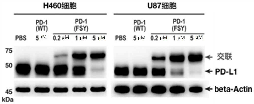 Protein drug combined with immunosuppressive molecule PD-L1