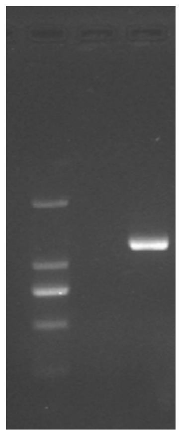 Attenuated strain freeze-dried vaccine of porcine pseudorabies virus