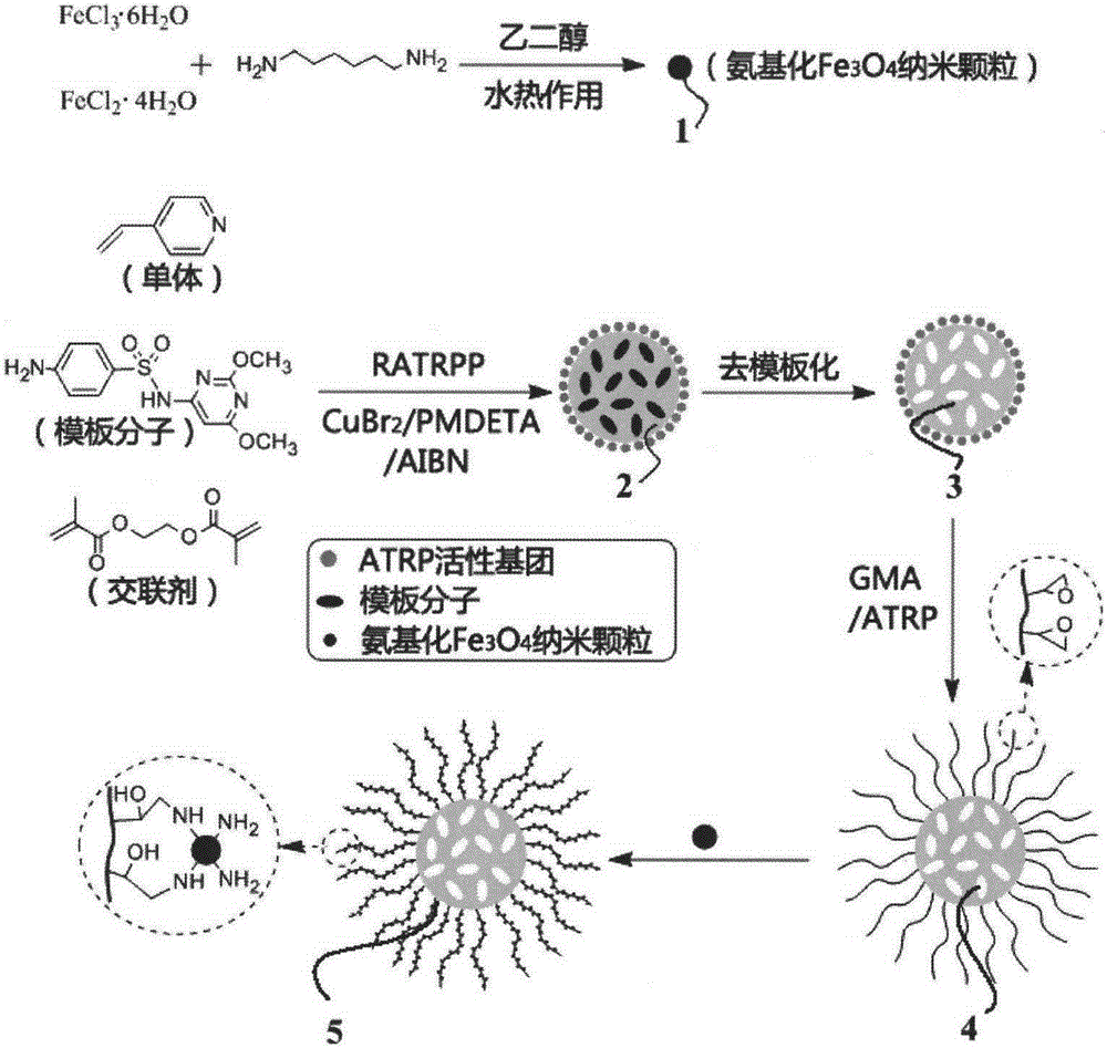 Magnetic hydrophilic molecular imprinting composite material and preparation method thereof