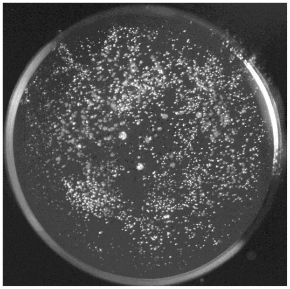 Method of determining cavitation threshold of liquid metal