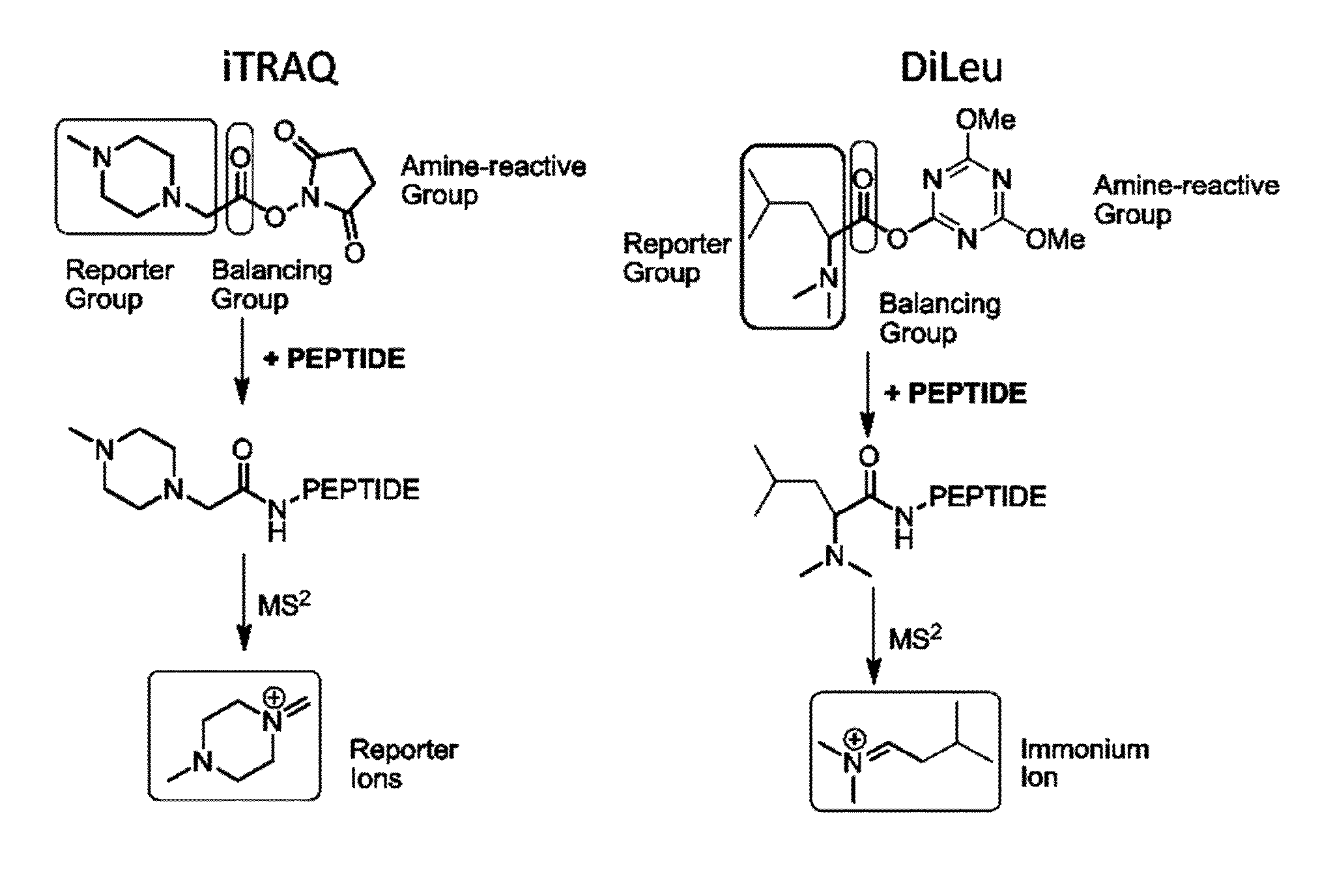 Isobaric tandem mass tags for quantitative proteomics and peptidomics