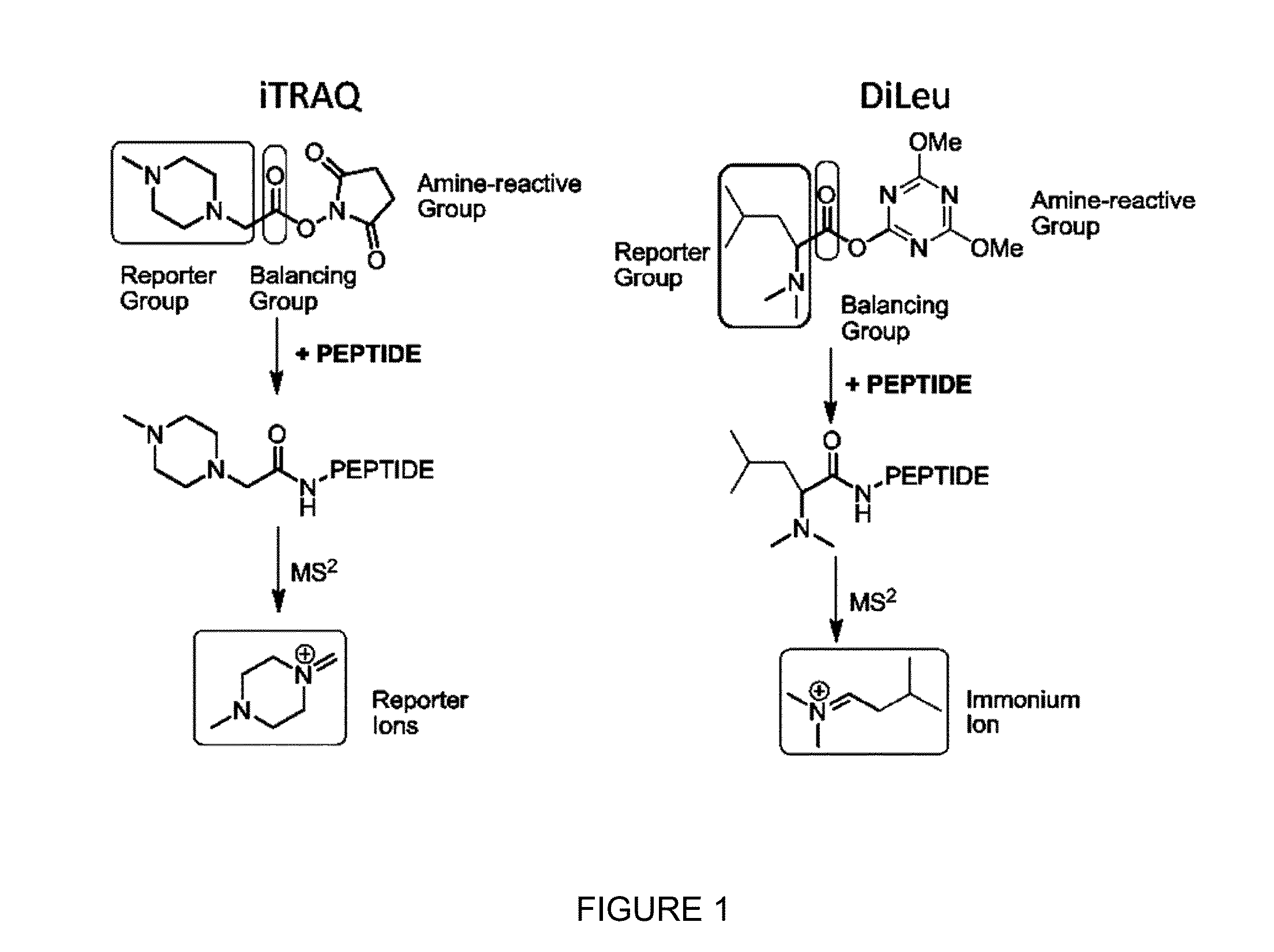 Isobaric tandem mass tags for quantitative proteomics and peptidomics