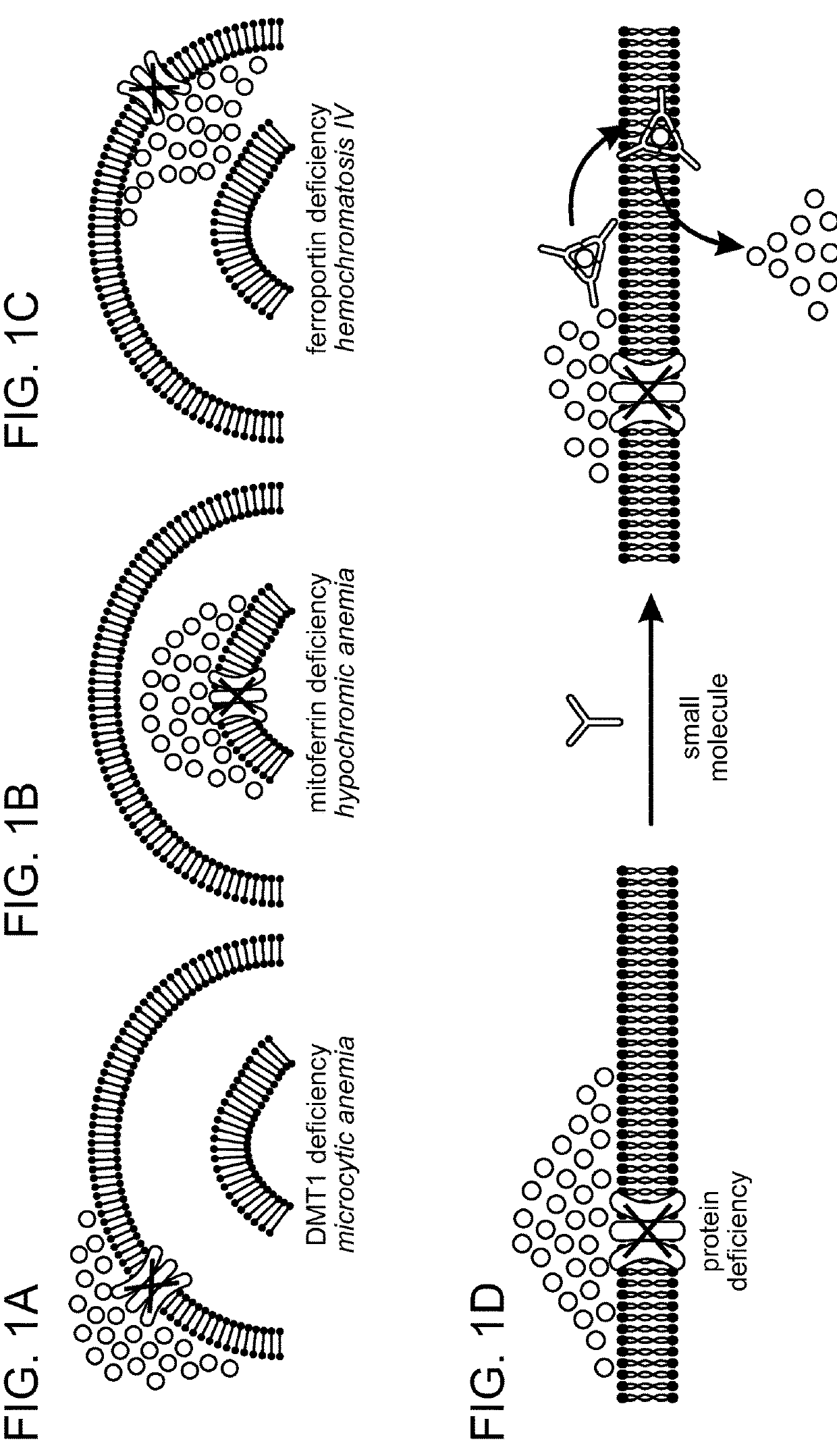 Restoring Physiology in Iron-Deficient Organisms Using Small Molecules