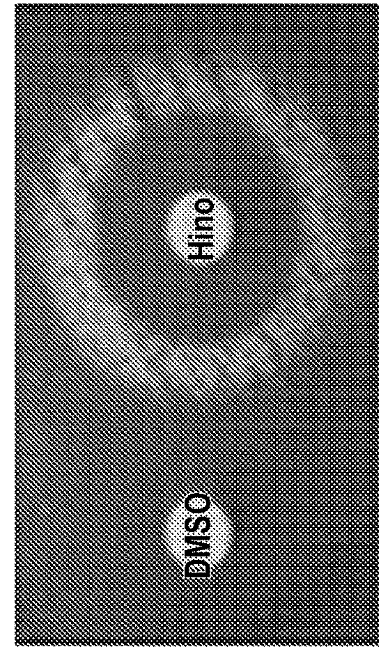 Restoring Physiology in Iron-Deficient Organisms Using Small Molecules