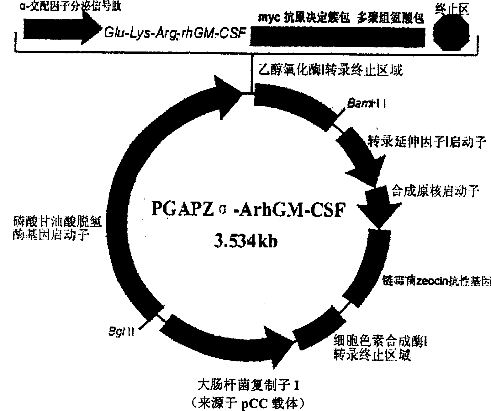 Purification method of recombinant yeast strain and rhGM-CSF to express human granulocyte-macrophage colony stimulating factor