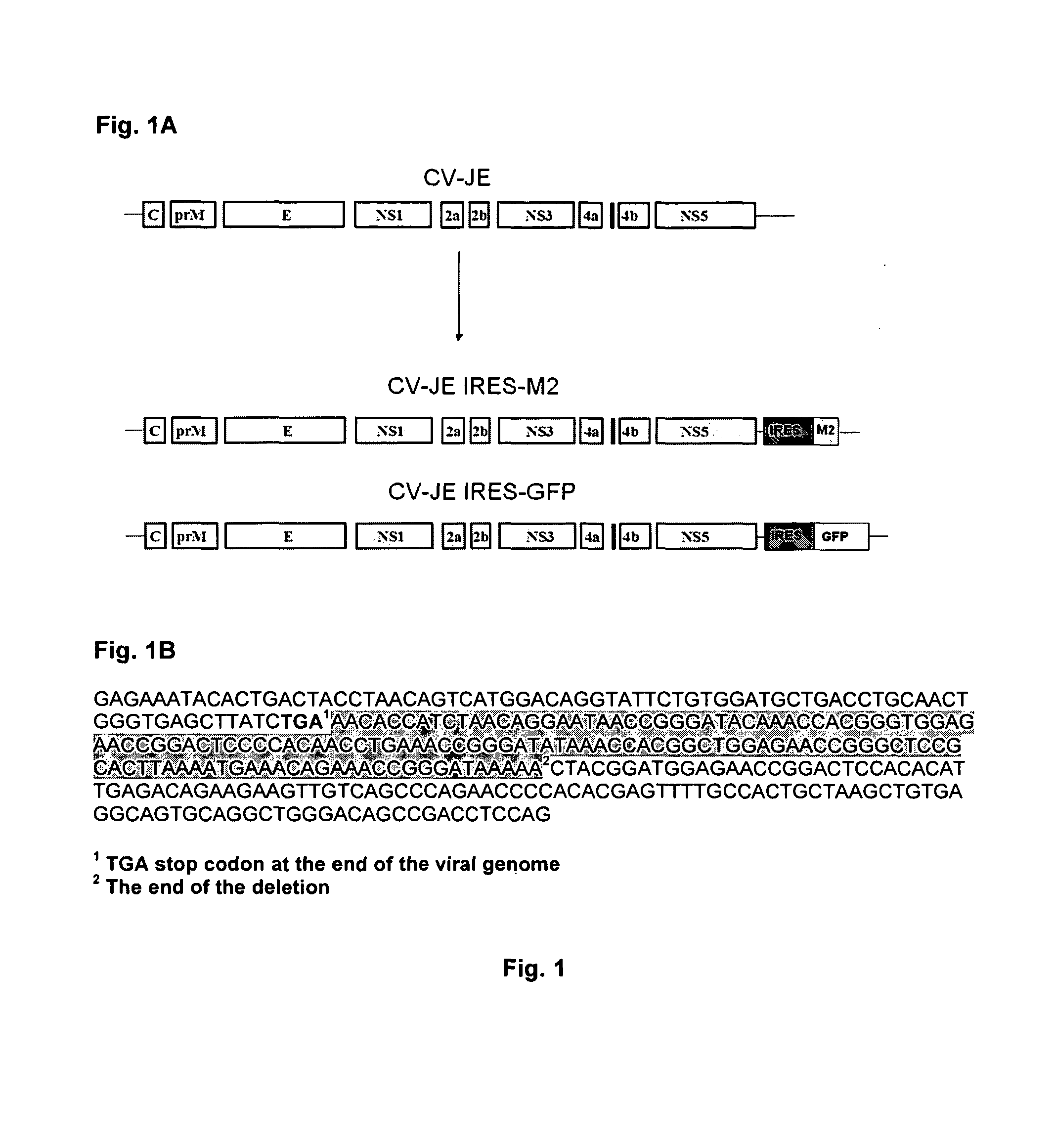 Recombinant bicistronic Flavivirus vectors