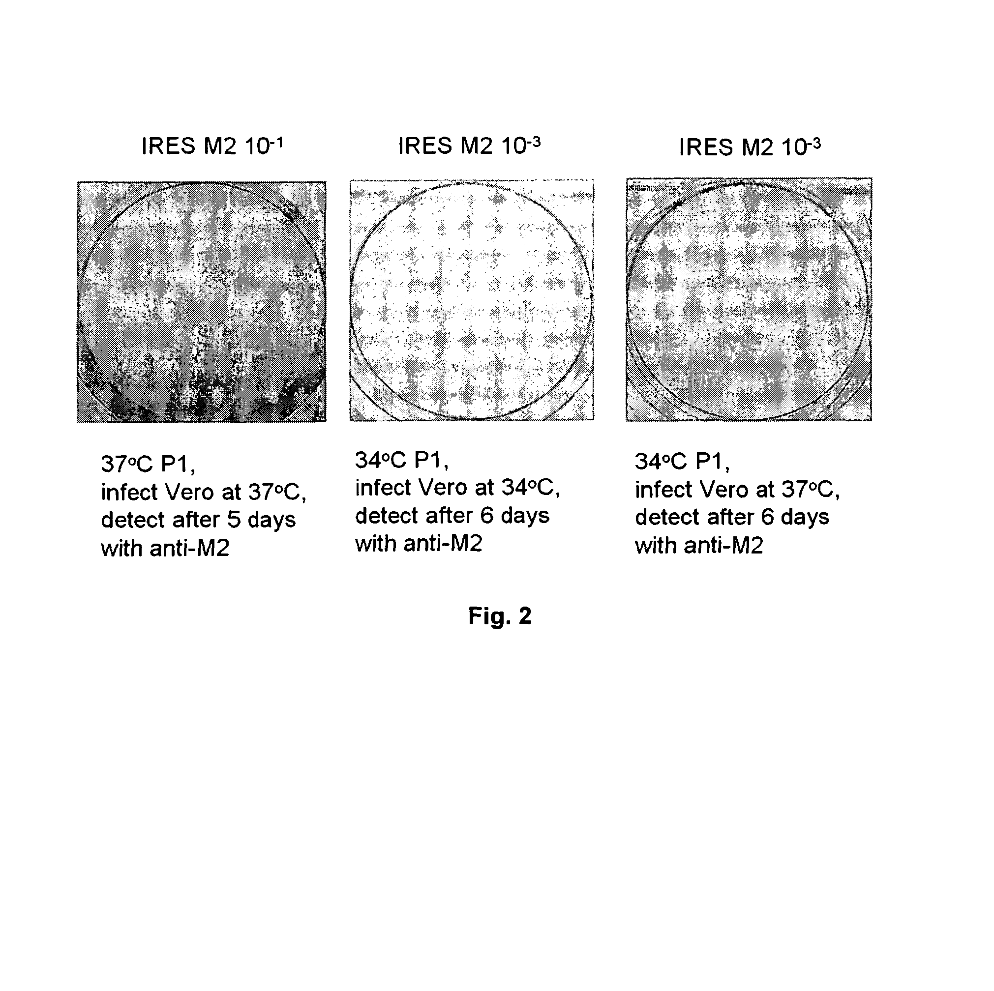 Recombinant bicistronic Flavivirus vectors