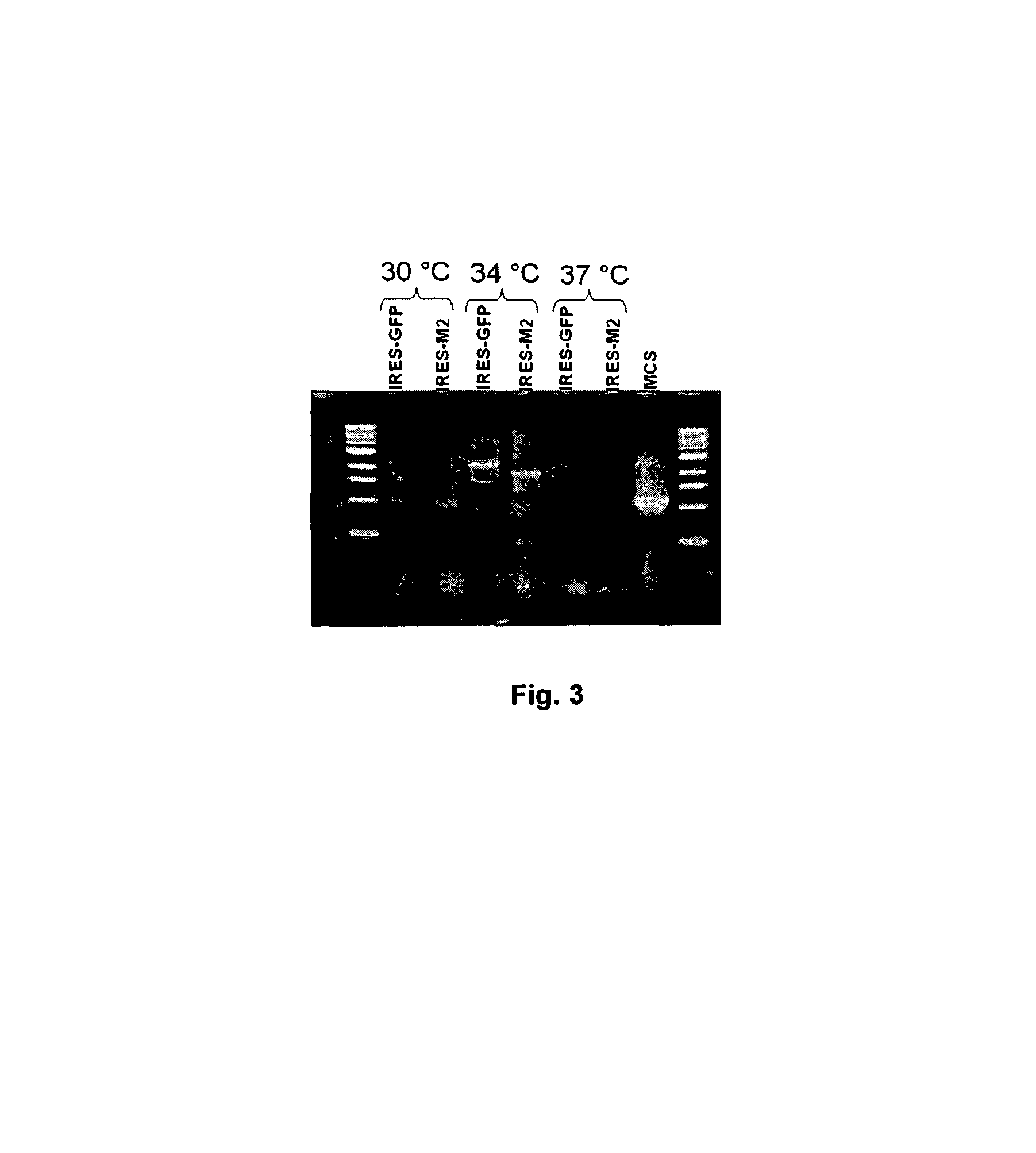 Recombinant bicistronic Flavivirus vectors