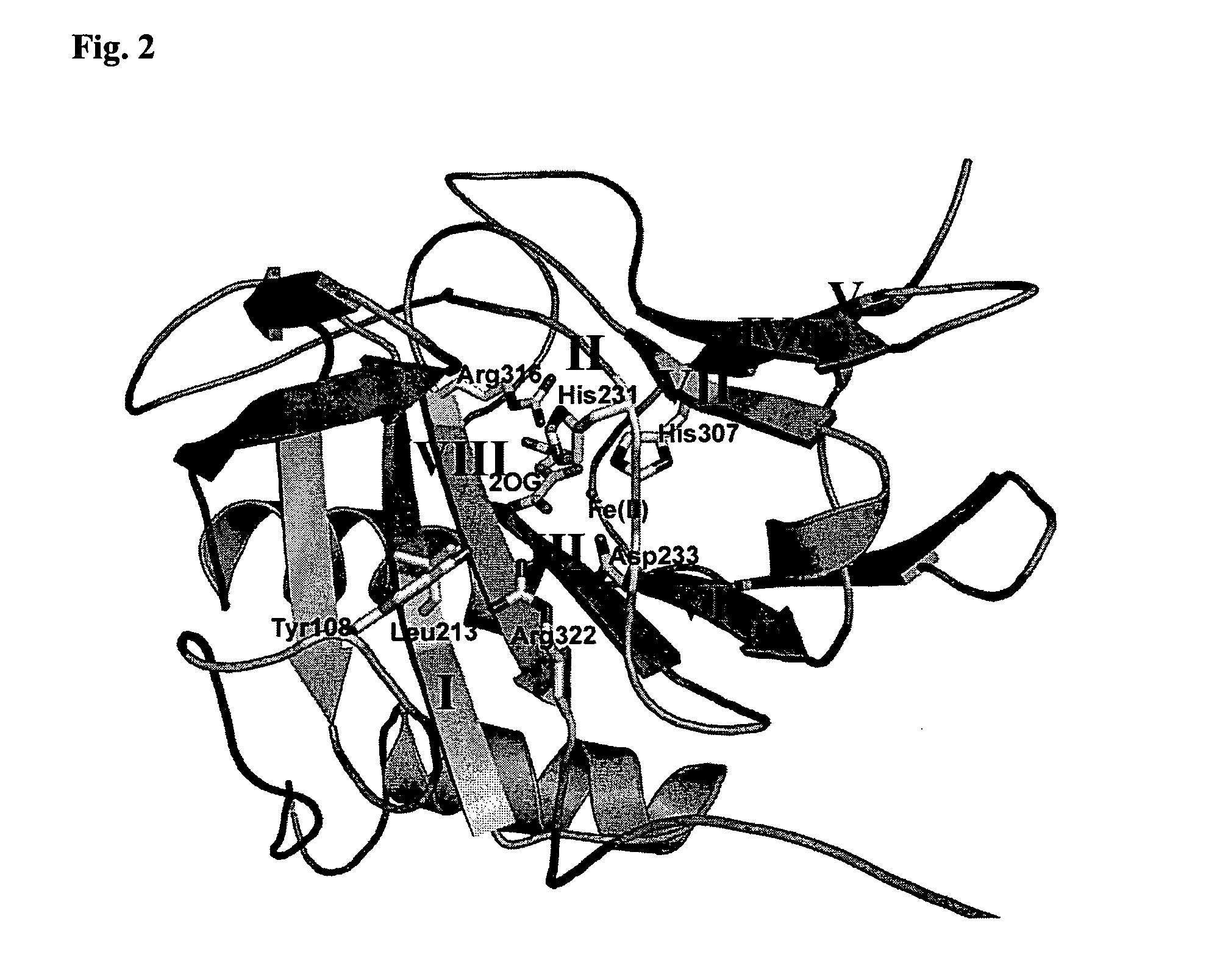 Method for Assaying FTO (2-Oxoglutarate Dependent Oxygenase) Activity