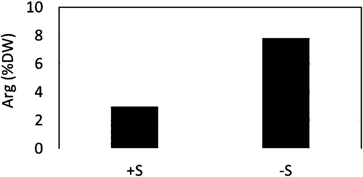 Method for culturing spirulina containing rich arginine