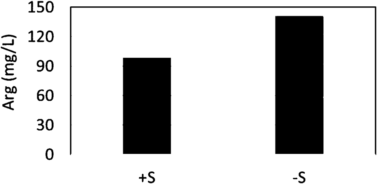 Method for culturing spirulina containing rich arginine