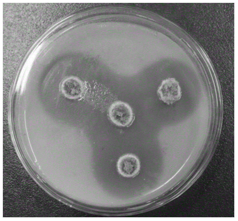 Aspergillus oryzae for producing feruloyl esterase and application thereof