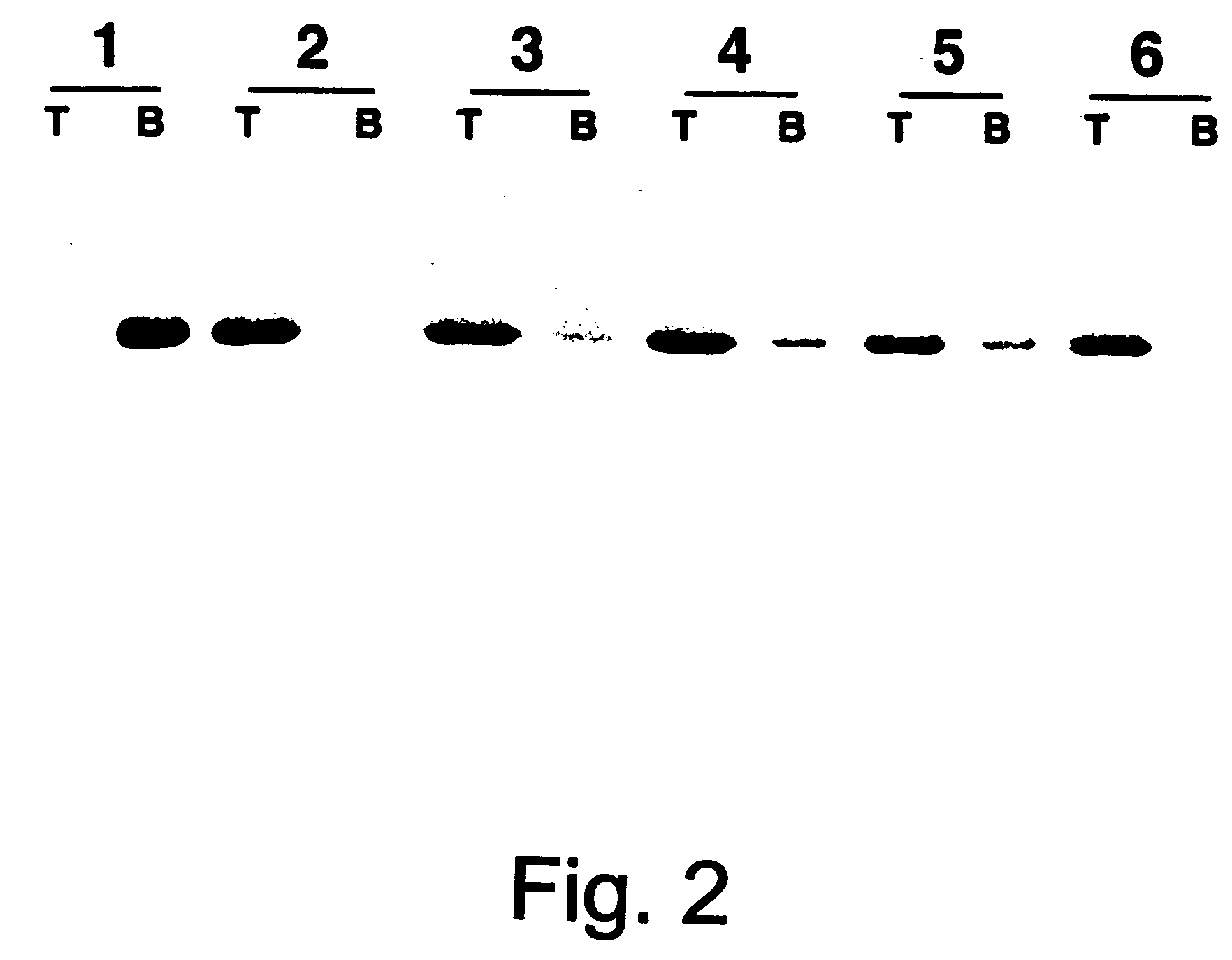 In vitro method for disassmbly/reassembly of papillomavirus virus-like particles (VLPs). Homogeneous VLP and cavsomere compositions produced by said methods: use thereof as vehicle for improved purification, and delivery of active agents