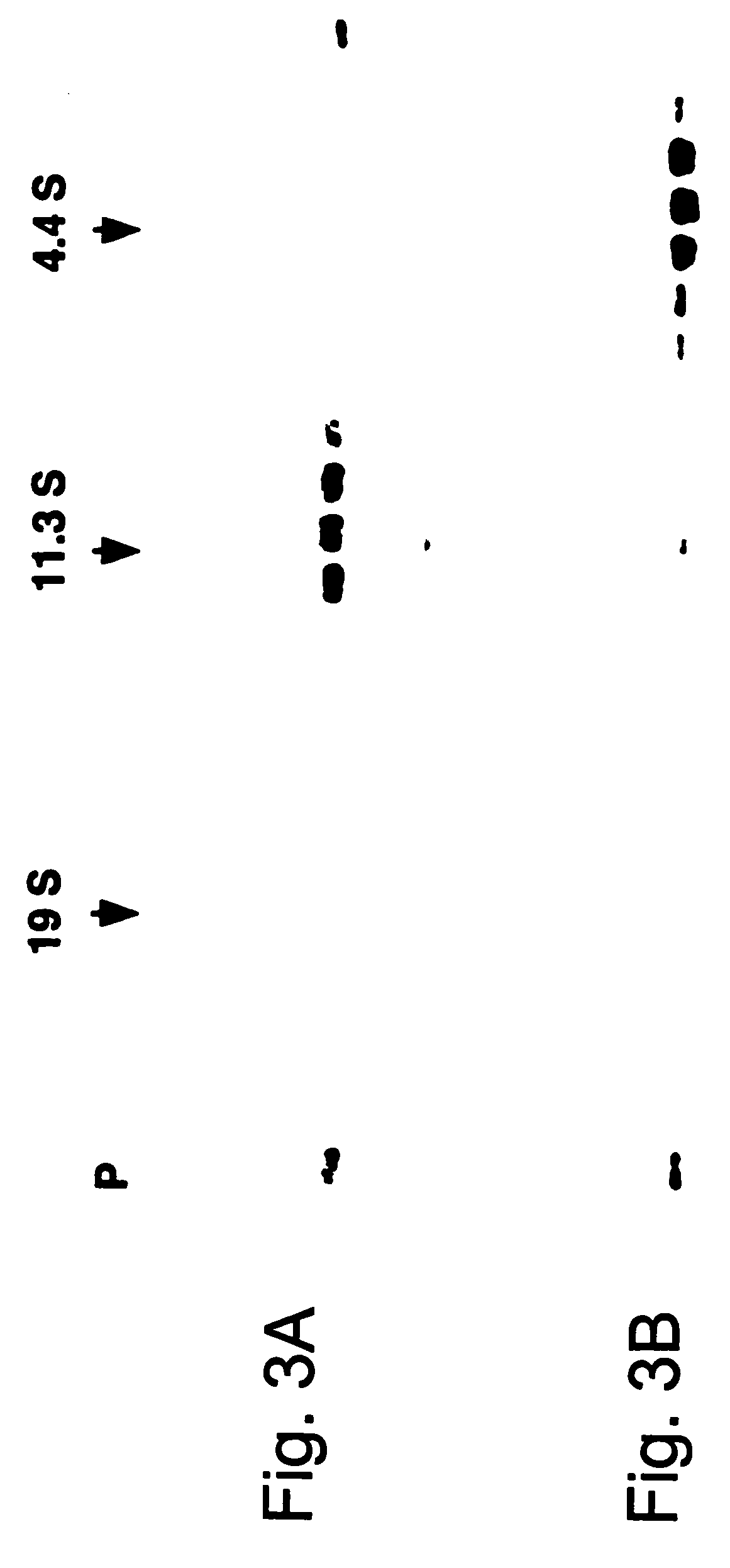 In vitro method for disassmbly/reassembly of papillomavirus virus-like particles (VLPs). Homogeneous VLP and cavsomere compositions produced by said methods: use thereof as vehicle for improved purification, and delivery of active agents