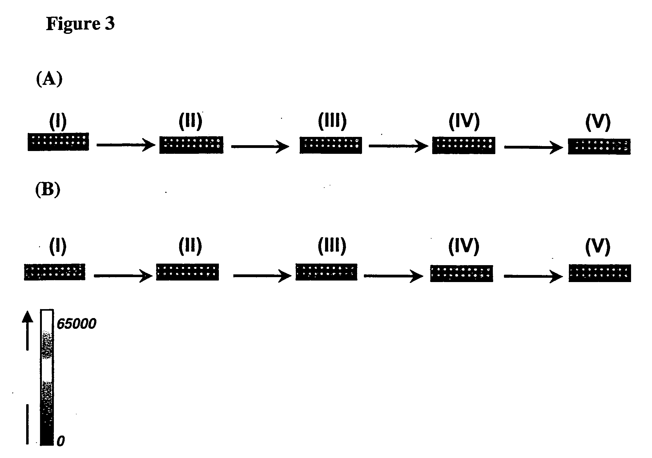 Arrays of biological membranes and methods and use thereof