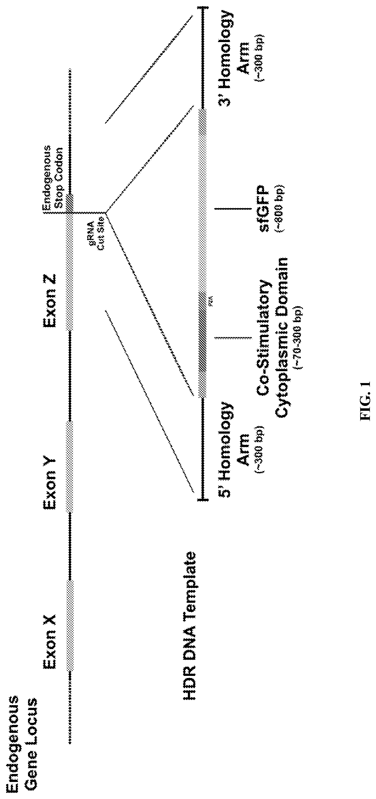 Genetic engineering of endogenous proteins