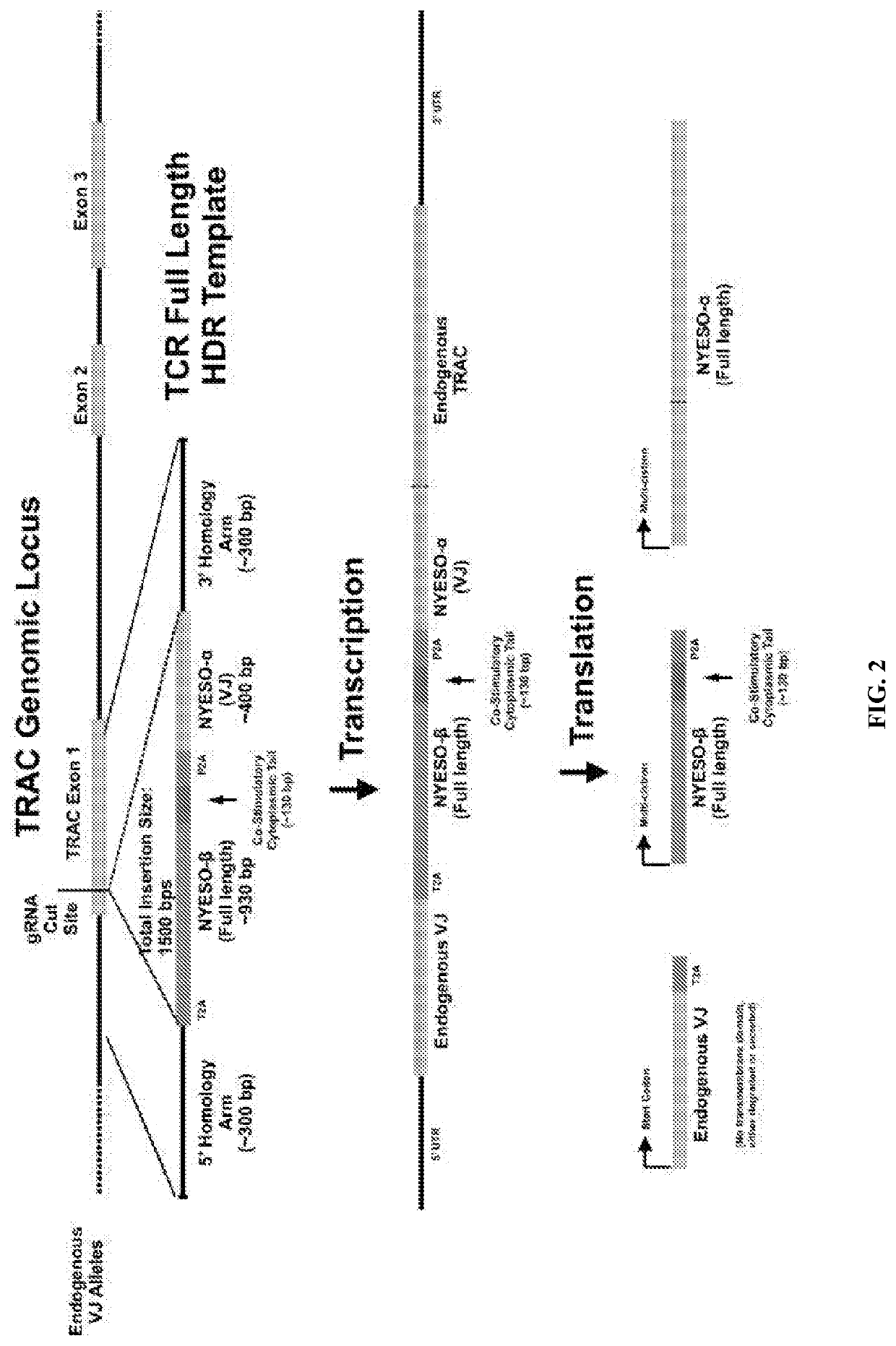 Genetic engineering of endogenous proteins