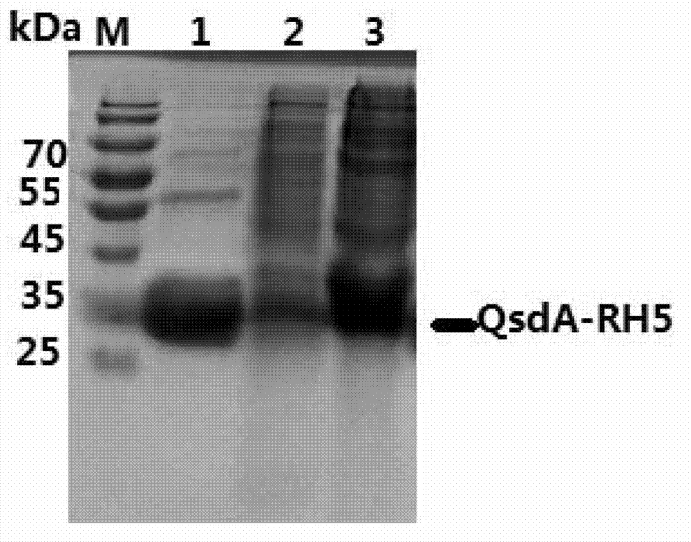 N-acylhomoserine lactonase QsdA-RH5 with substrate specificity and coding gene and application thereof