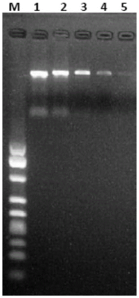 Fast detection method of PCR amplification products of food pathogenic bacteria