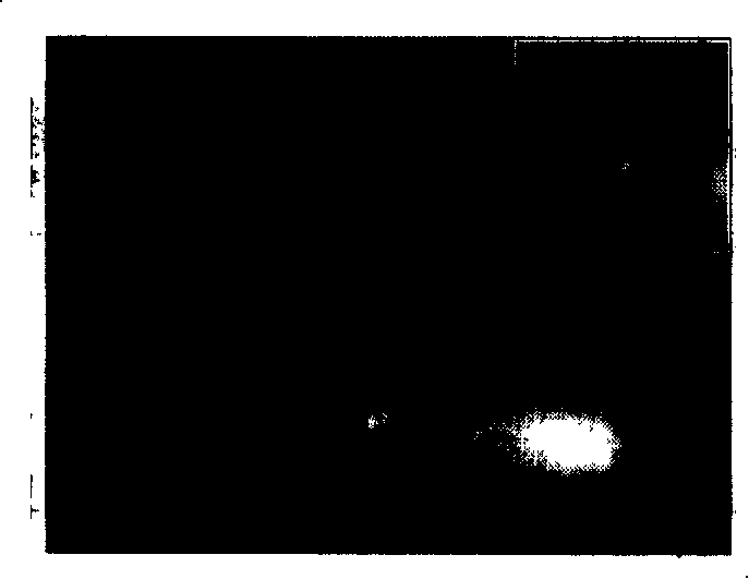 Method for preparing super-hydrophobicity membrane on silicon face