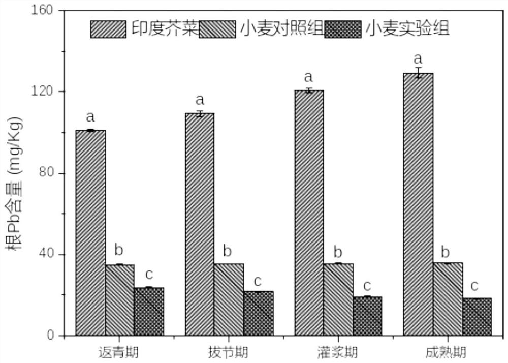 Method for safely utilizing and repairing lead-cadmium combined polluted soil