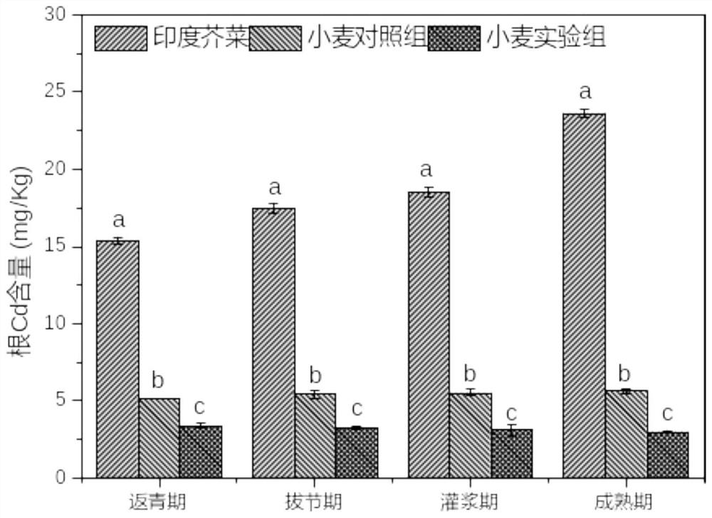 Method for safely utilizing and repairing lead-cadmium combined polluted soil