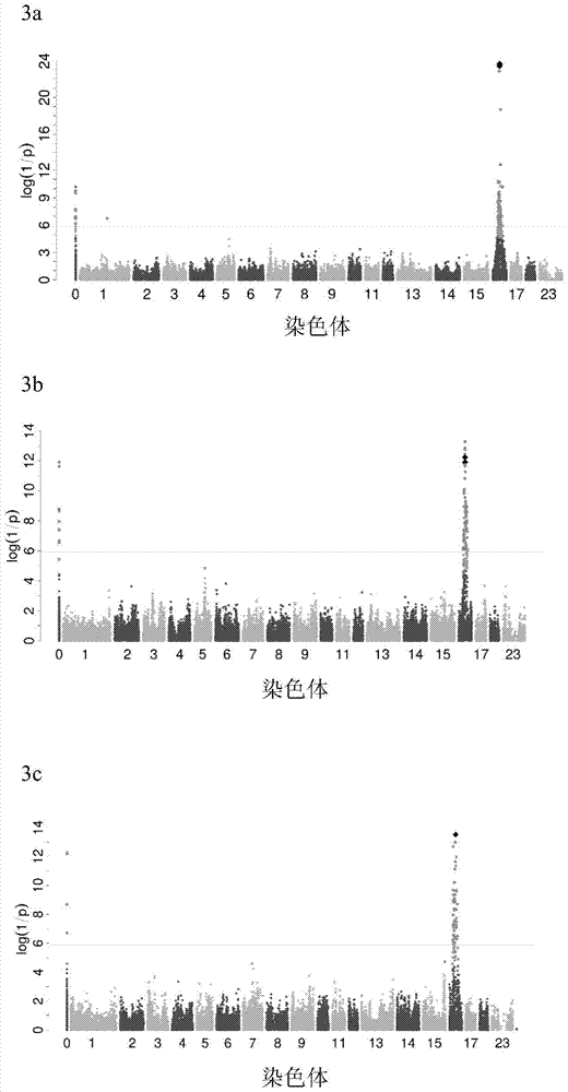 A key marker site affecting the content of c20:0 saturated fatty acid in pig muscle and its application