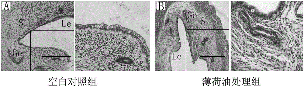 Novel method for resisting fertility of Brandt's vole by using mint oil