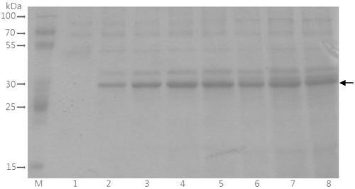 Preparation of recombinant dust mite type I allergen Der p1 and Der f1 protein and application