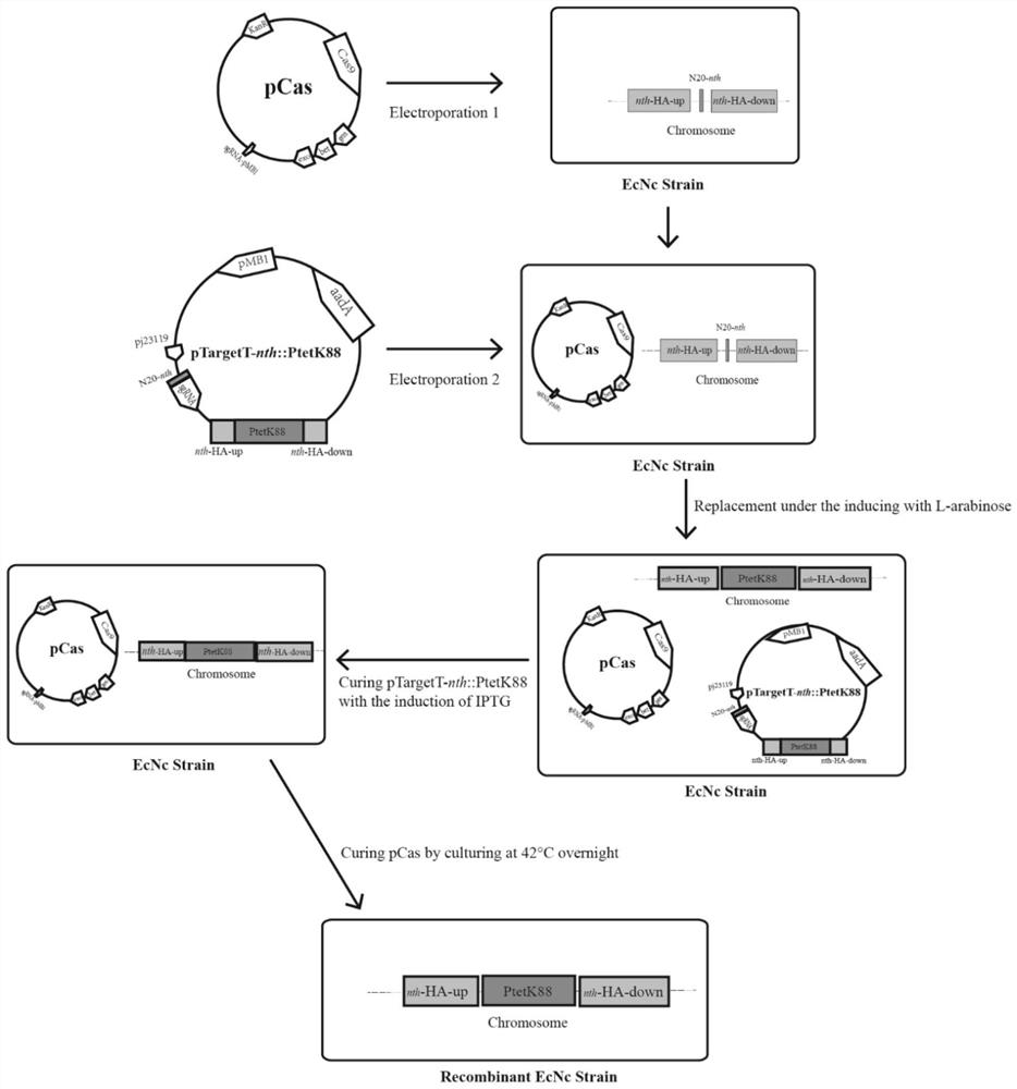 Probiotic clone, construction method and application of integrated single-copy functional f4 pilus operon gene