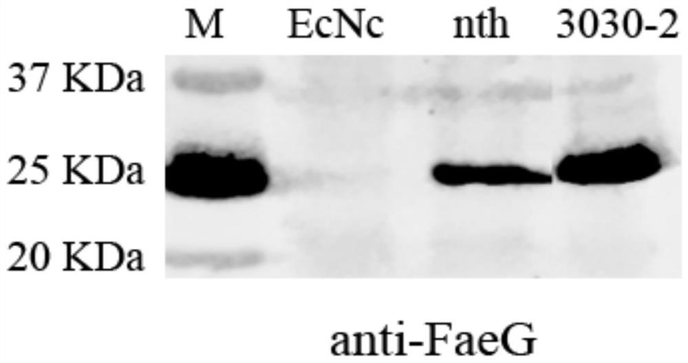 Probiotic clone, construction method and application of integrated single-copy functional f4 pilus operon gene