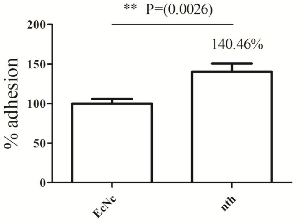 Probiotic clone, construction method and application of integrated single-copy functional f4 pilus operon gene