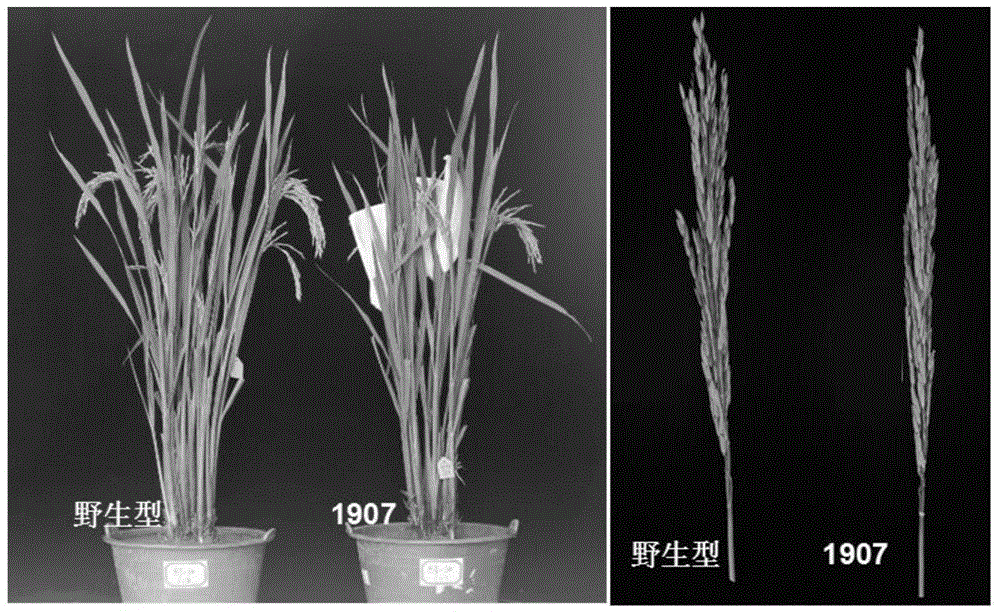 Rive CYP704B2 gene mutant, and molecular identification method and applications thereof