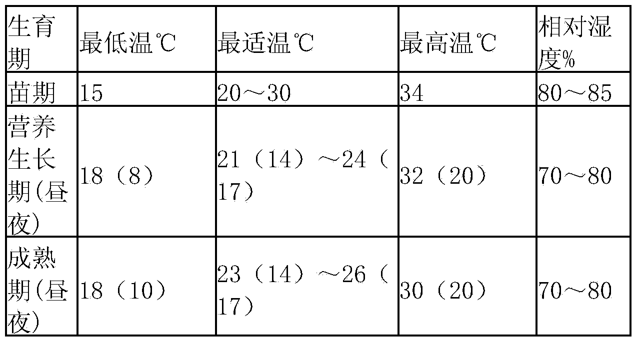 High-yield method for planting atropa belladonna