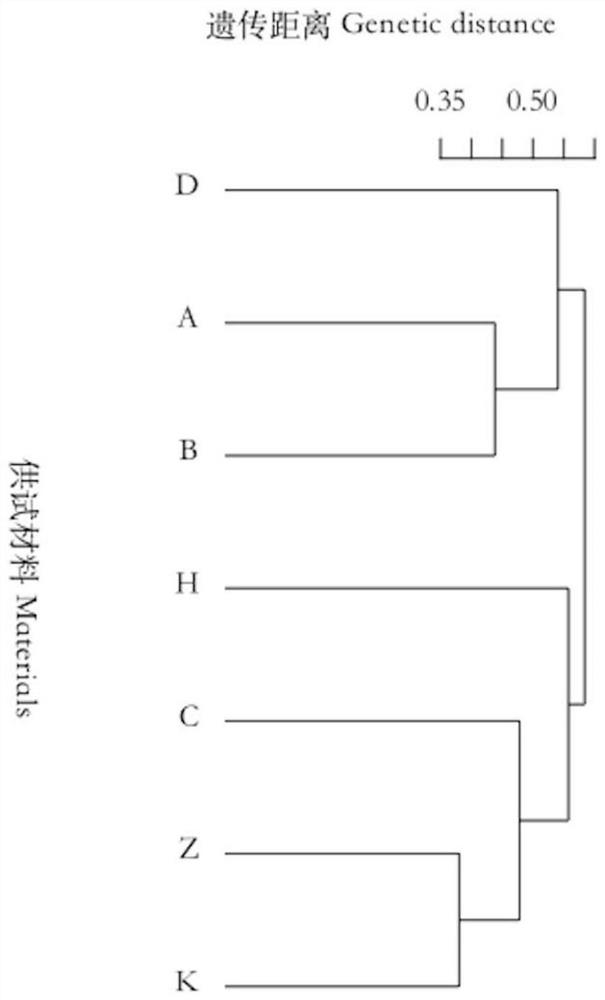 Transcriptome-based Tilia est-ssr primers and their screening methods and applications