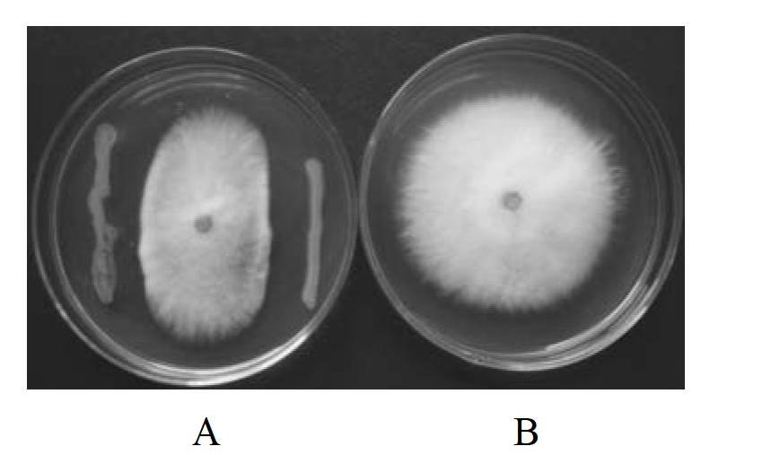 Siderophilic endophyte with antagonism on banana fusarium wilt germs and application of siderophilic endophyte