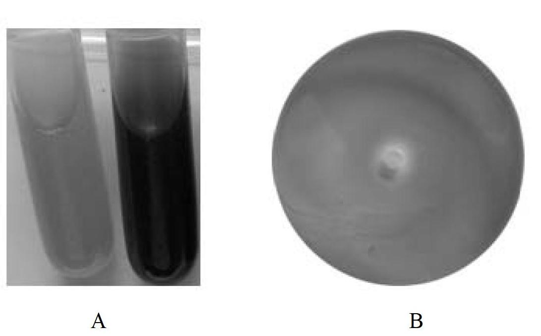 Siderophilic endophyte with antagonism on banana fusarium wilt germs and application of siderophilic endophyte