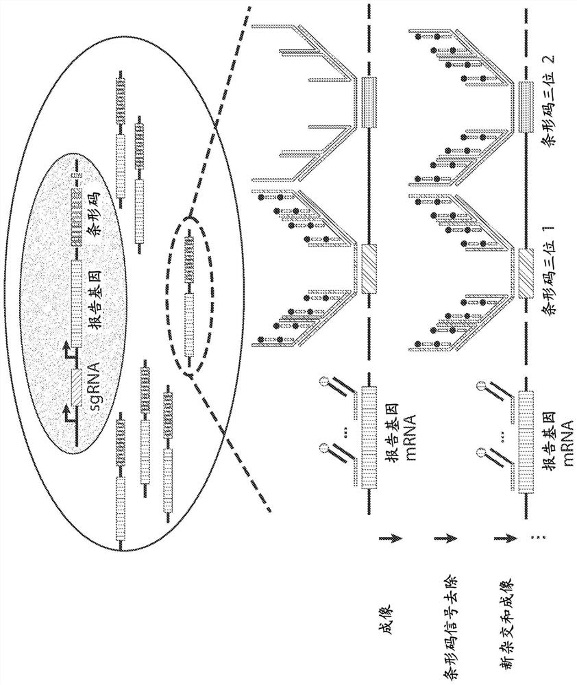 Imaging-based pooled crispr screening