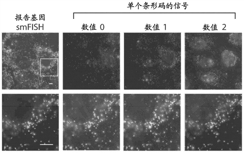 Imaging-based pooled crispr screening