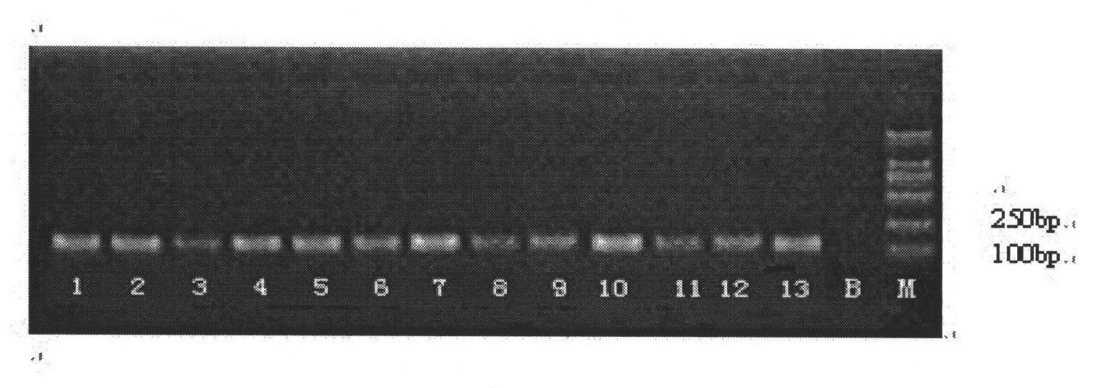 Fast typing detection method of high-flux visualized HPV (Human Papilloma Virus) gene chip