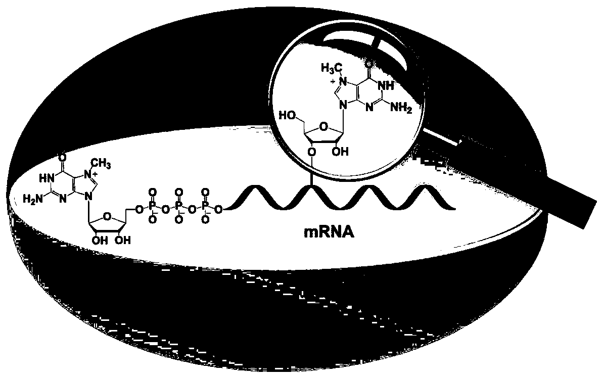 A Differential Nuclease Digestion Method and Its Application in Detection of Internal Modifications of mRNA by LC-MS Method