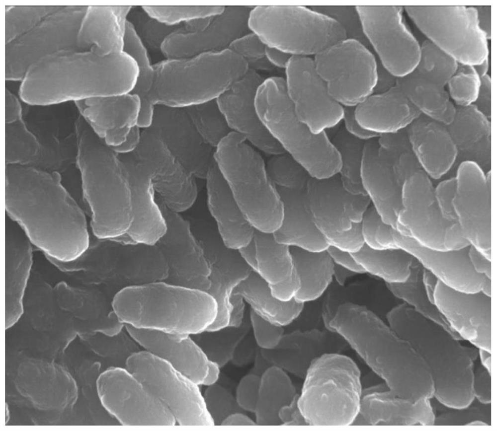 A kind of melanin separation and extraction method based on ionic liquid