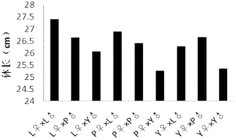 Method for screening megalobrama amblycephala group combinations with hybrid vigor