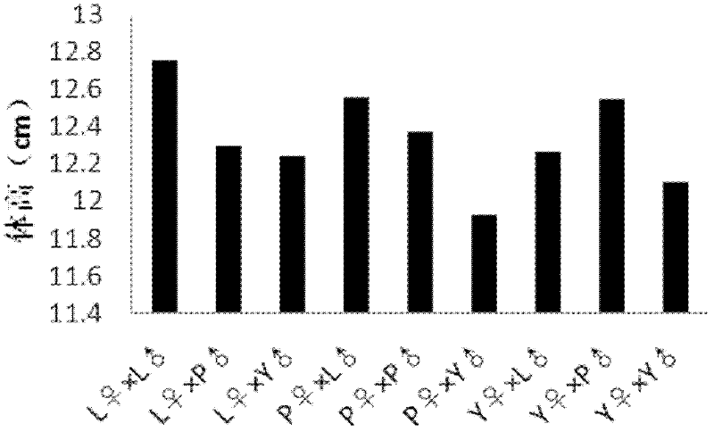 Method for screening megalobrama amblycephala group combinations with hybrid vigor