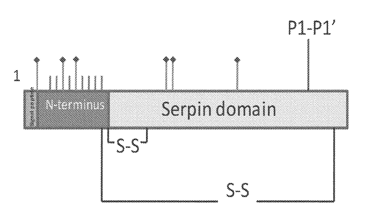 Recombinant human c1 esterase inhibitor and uses thereof